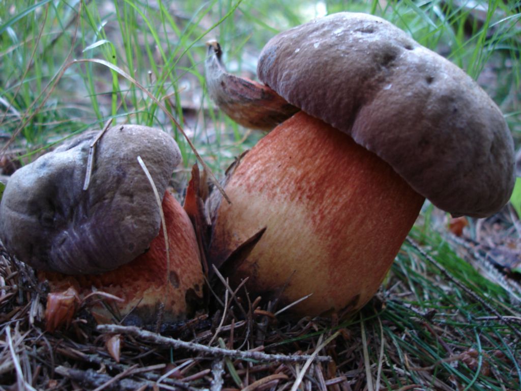 Arrivano i Boletus 09-07-2006